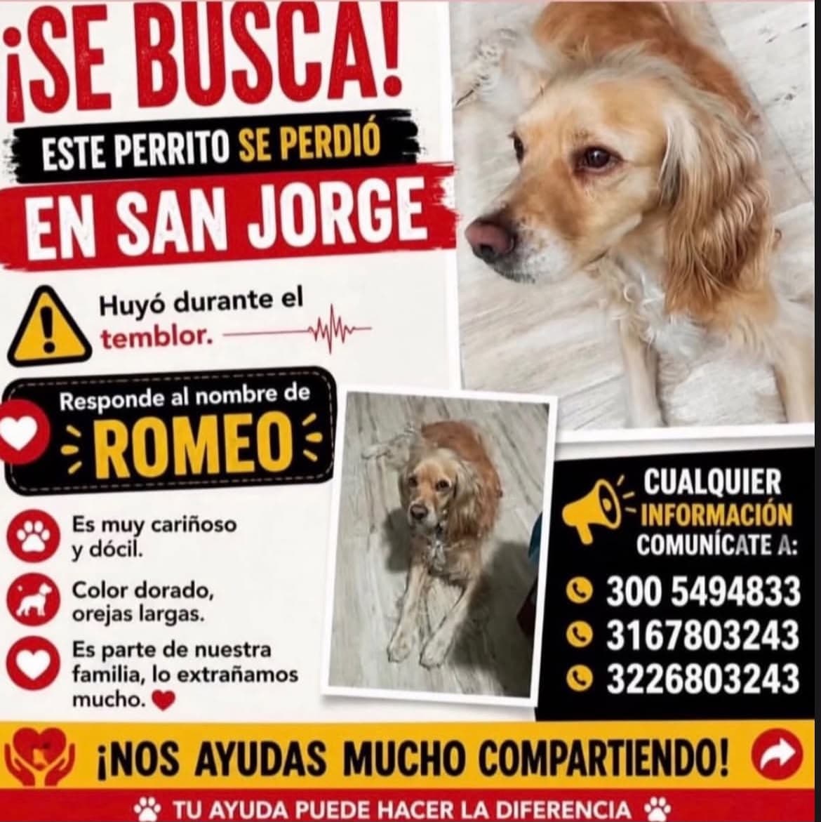 ROMEO · Perro dorado