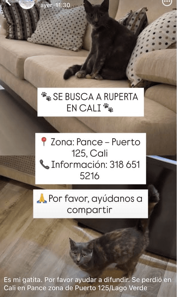 RUPERTA · Gato gris