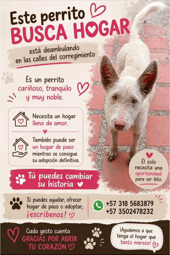 Blanco deambulando · Perro blanco