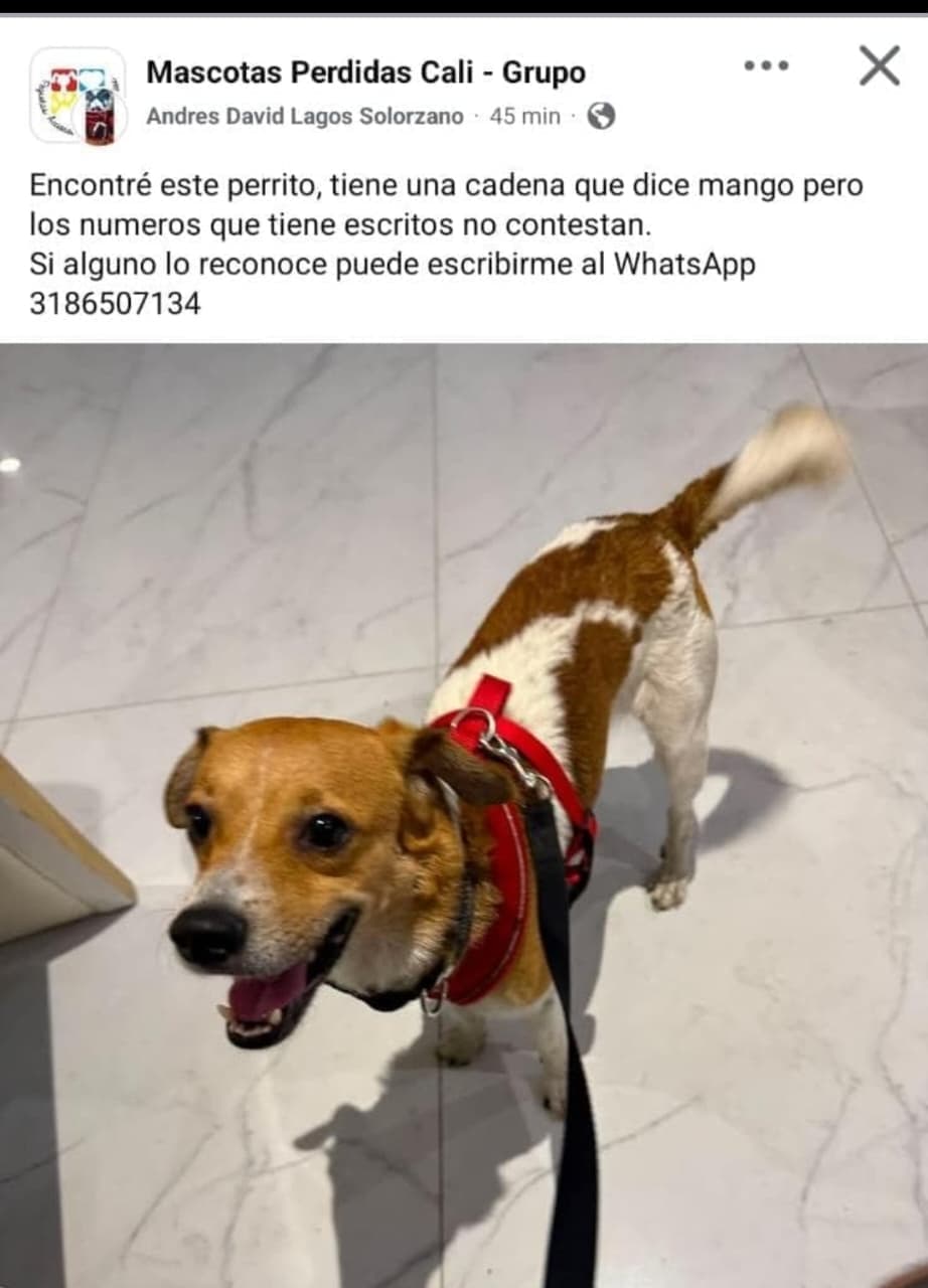 MANGO · Perro pequeño, marrón
