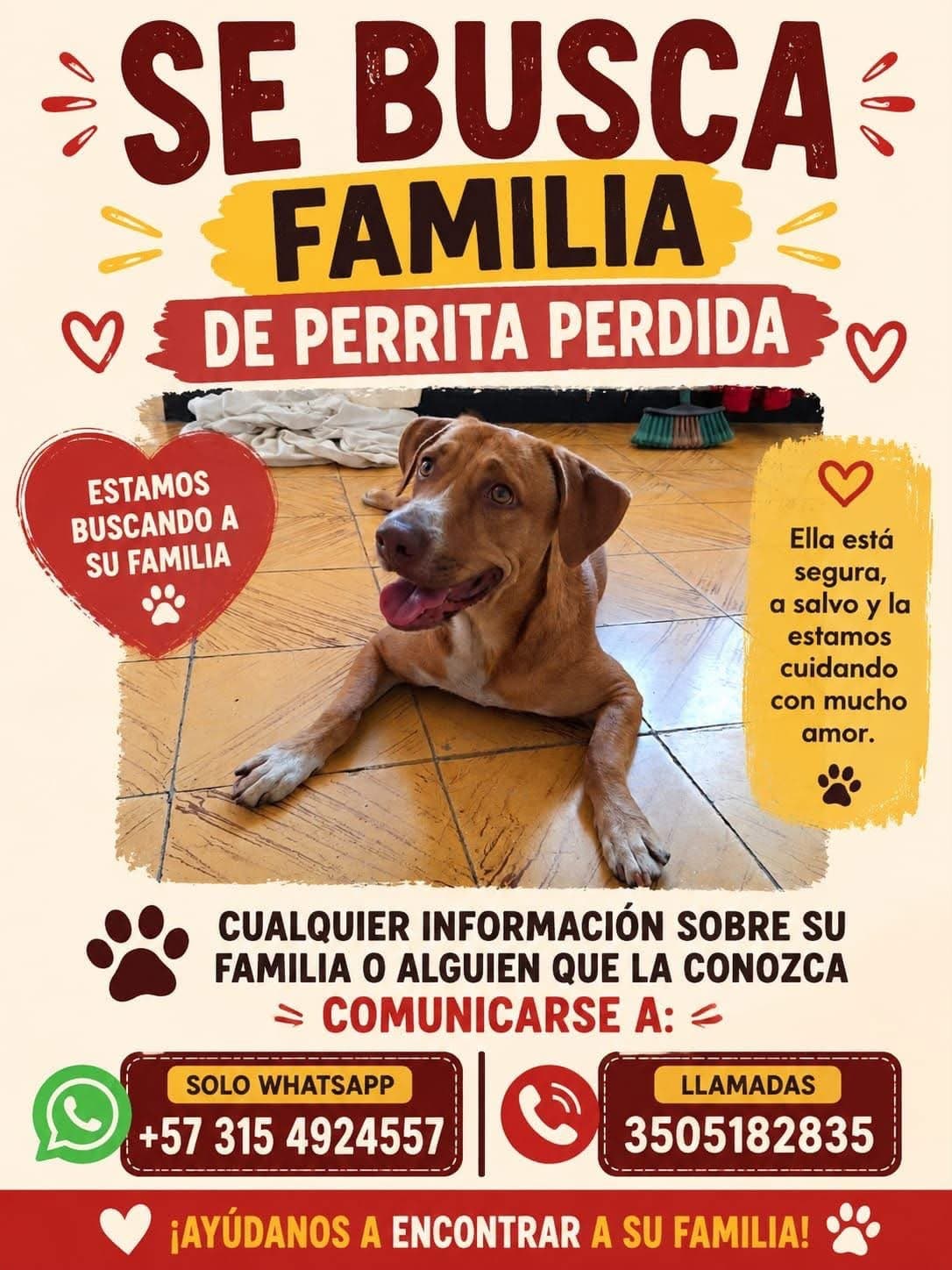PERRITA CAFÉ CON MANCHAS BLANCAS_ · Perro marrón