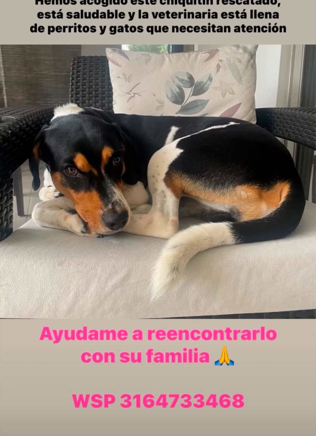 PERRITO MEDIANO NEGRO CON BLANCO Y MANCHAS CAFÉS_ · Perro mediano, negro