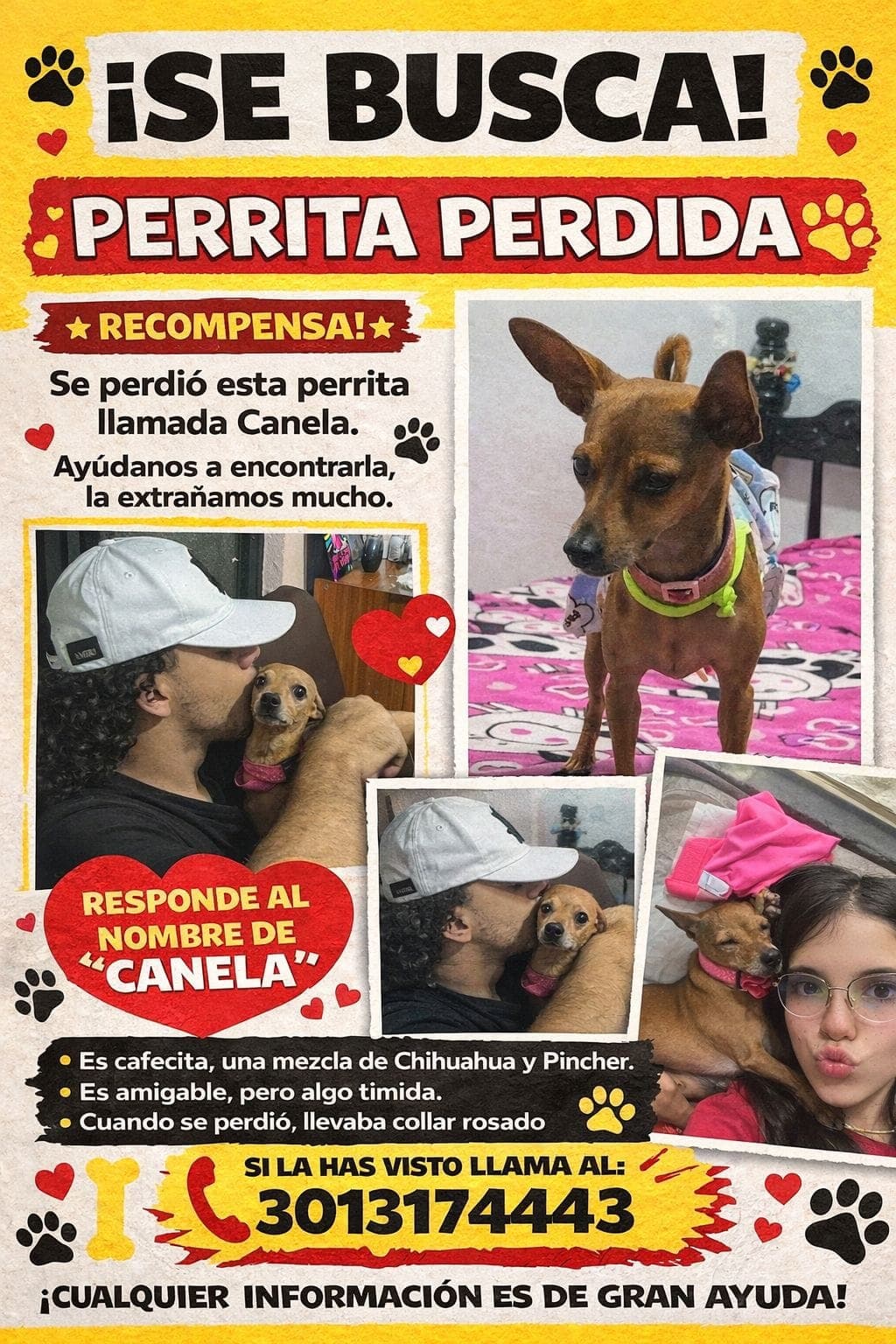 Canela · Perro pequeño, cafecita, chihuahua y pincher