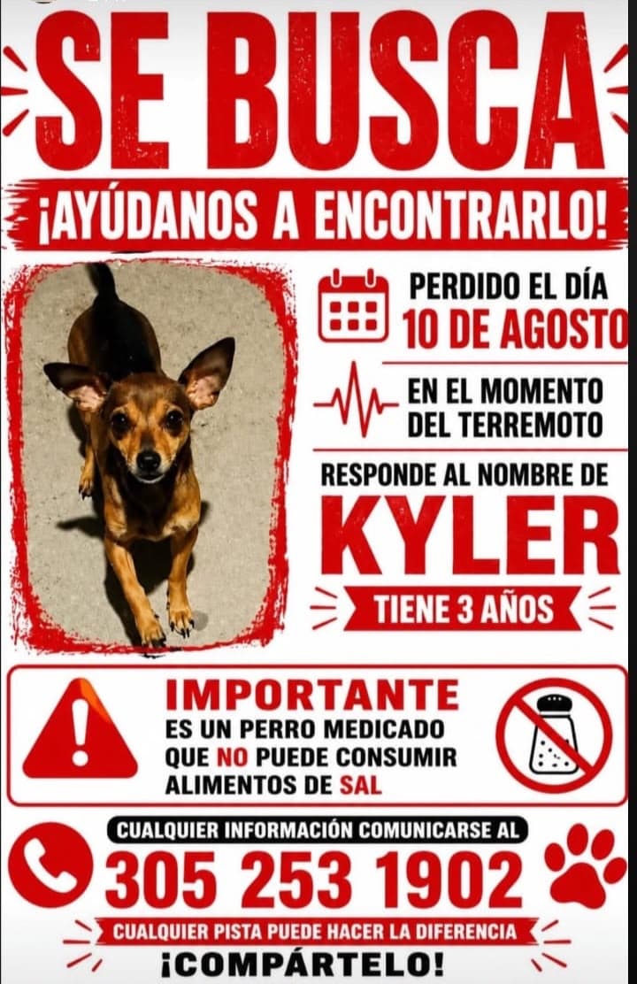 KYLER · Perro marrón