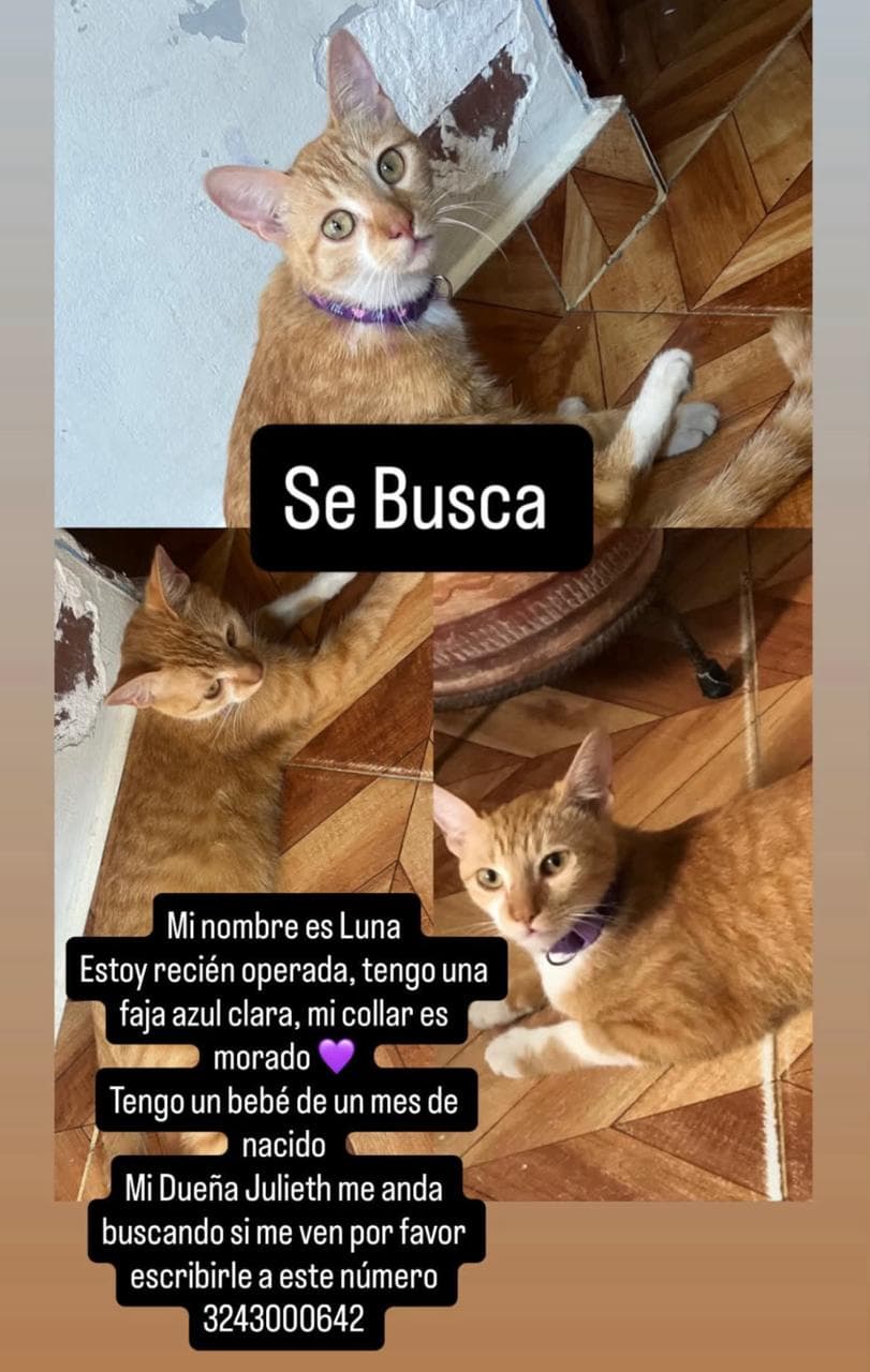 Luna · Gato naranja