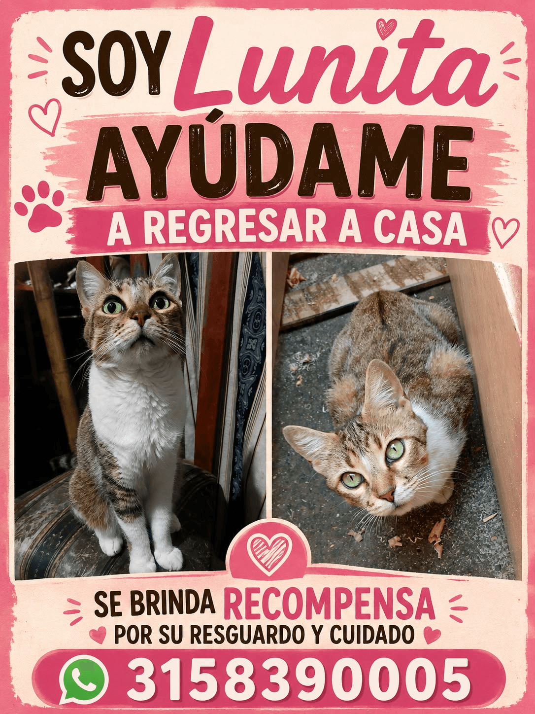 Lunita · Gato marrón atigrado