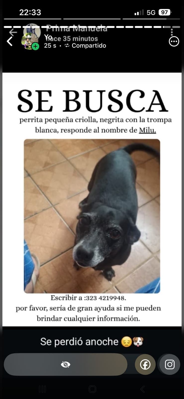 Milu · Perro pequeño, negro, criolla