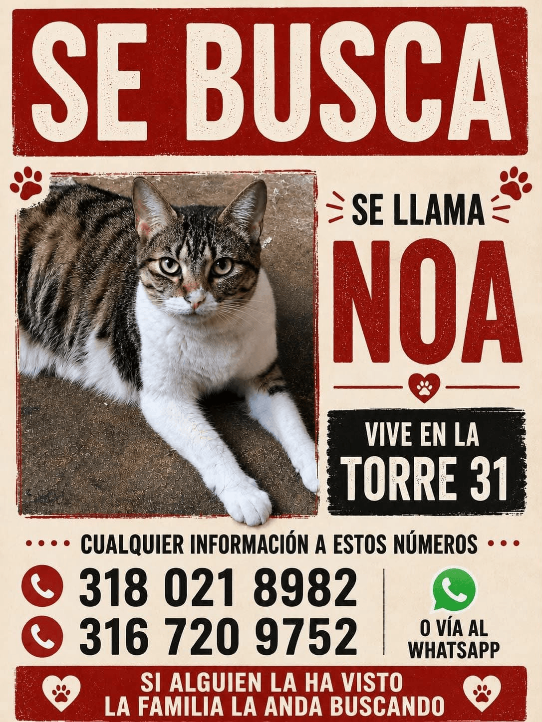 NOA · Gato blanco