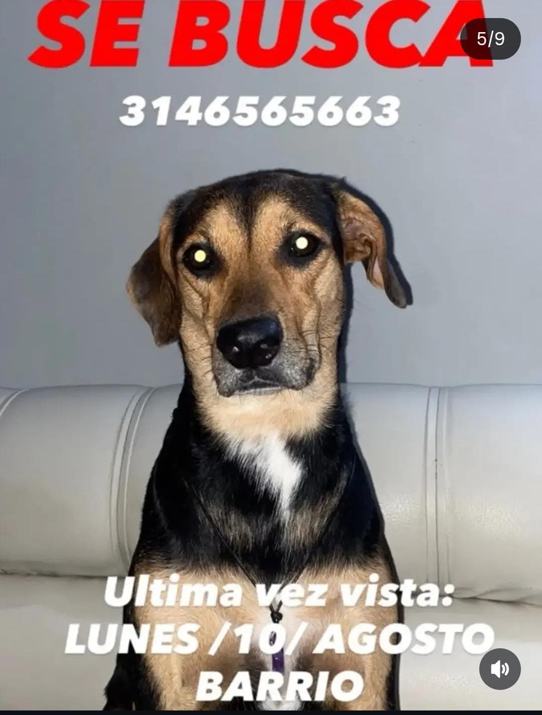Perrito mediano, pelaje negro con café y manchas blancas · Perro negro