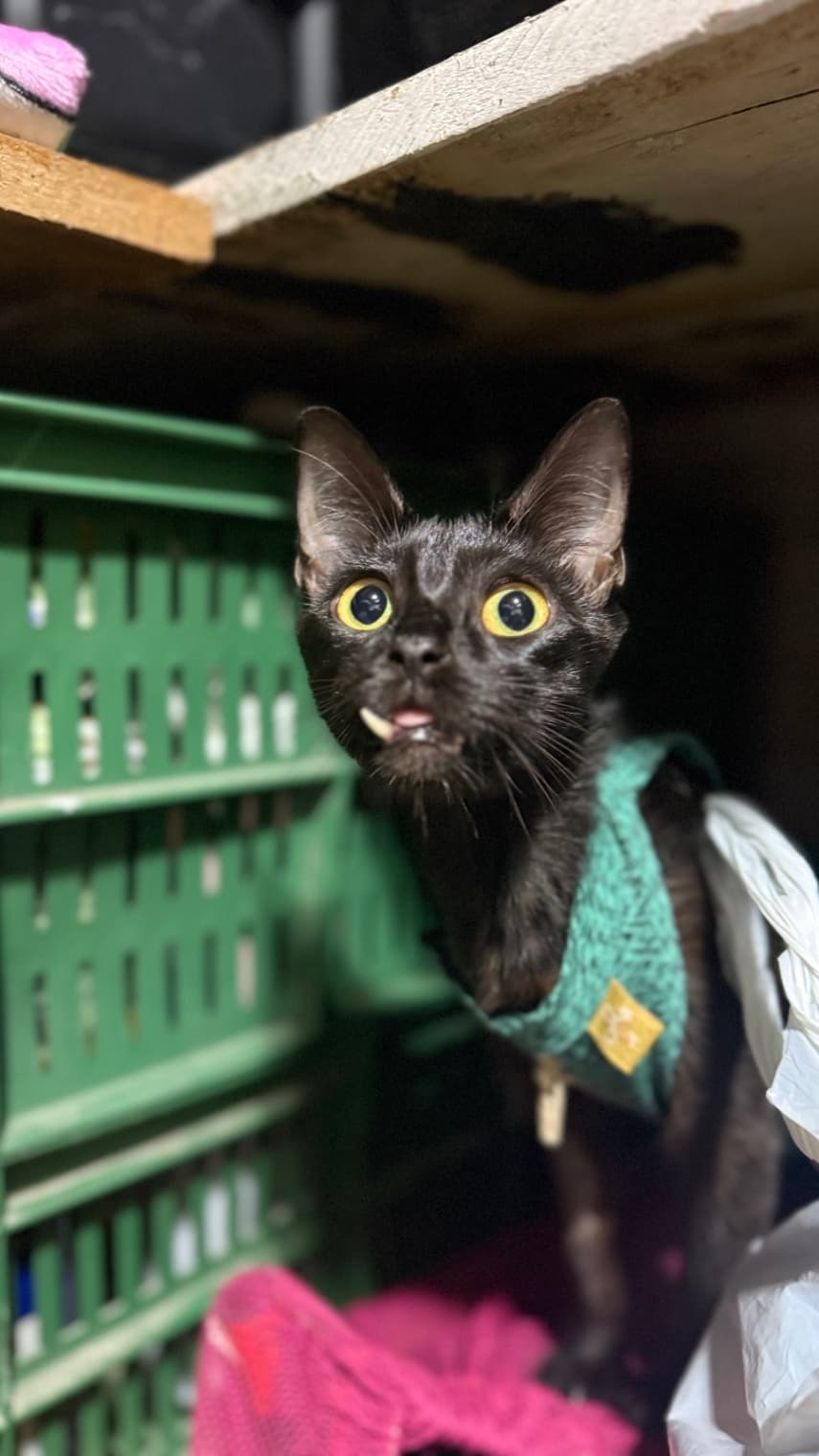 Gato pequeño, negro, criollo