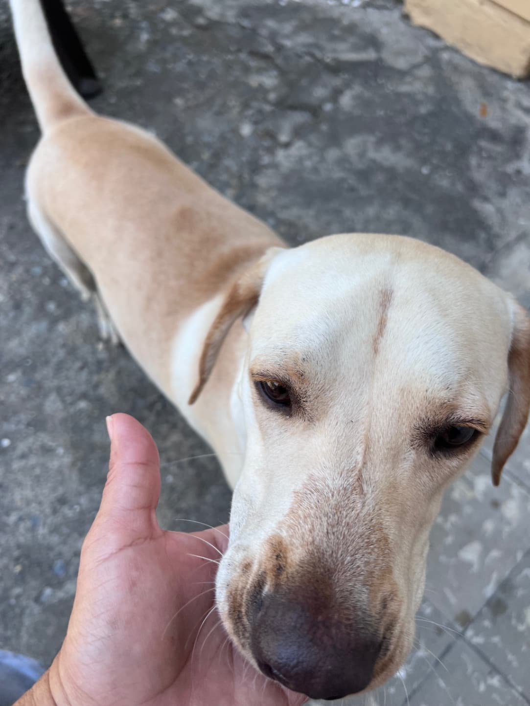 Perro mediano, dorado, criollo labrador