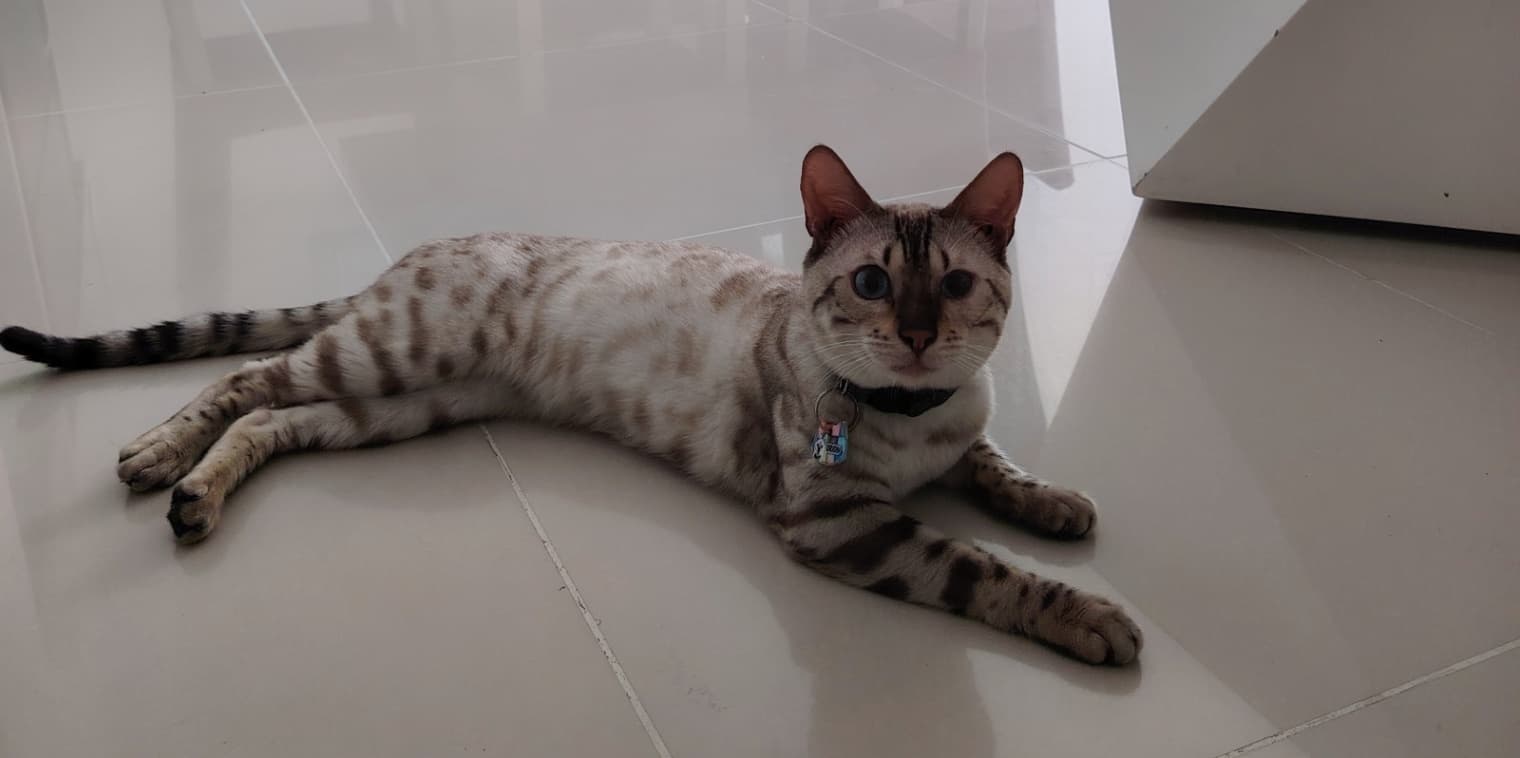 Orión · Gato mediano, crema, bengalí