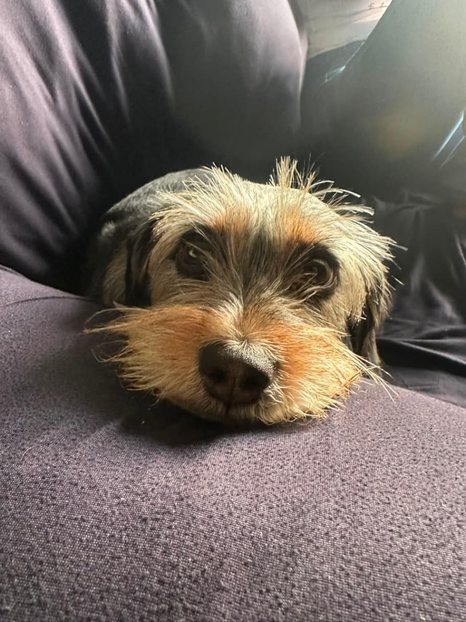 Luna · Perro pequeño, gris,blanco, criollo
