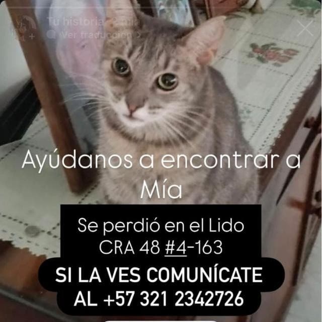Mia · Perro atigrafo