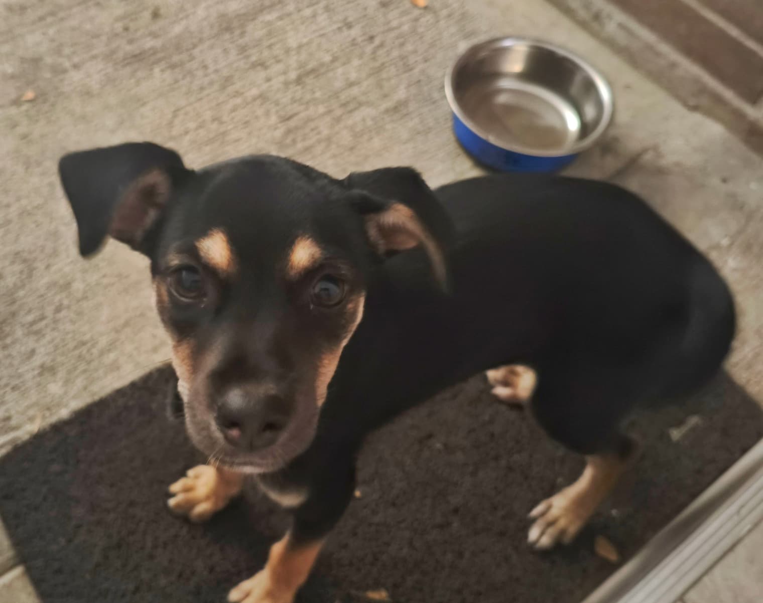 Perro pequeño, negro