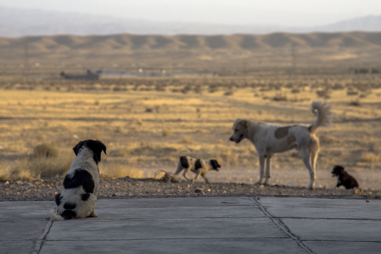 Perros en una calle urbana, escondidos y desorientados