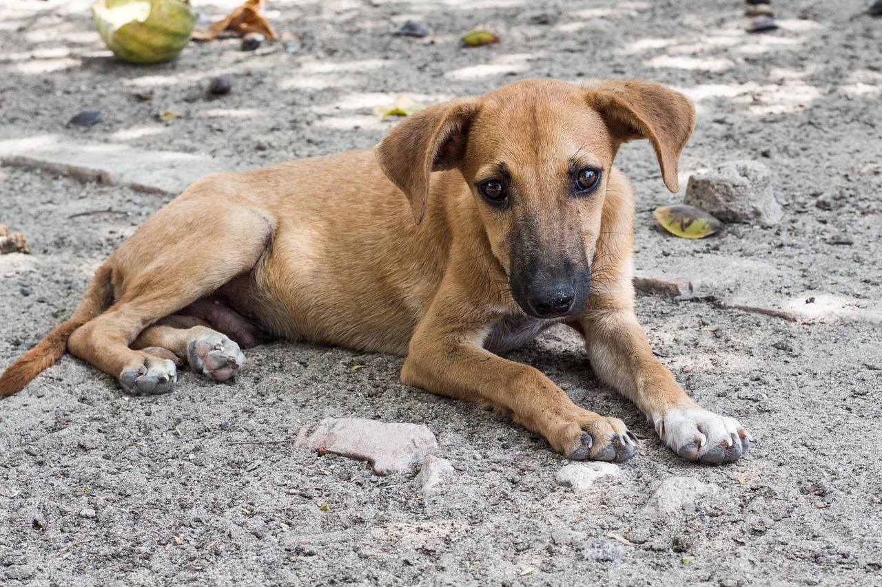 Perro sin hogar sentado solo en la calle esperando ayuda