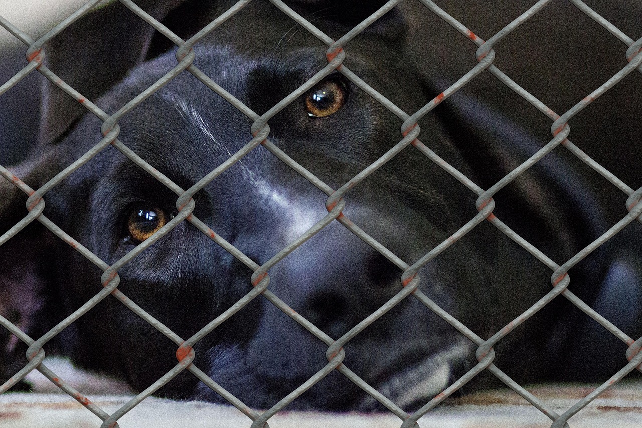 Perro de mirada expresiva recostado tras la malla de un refugio de animales