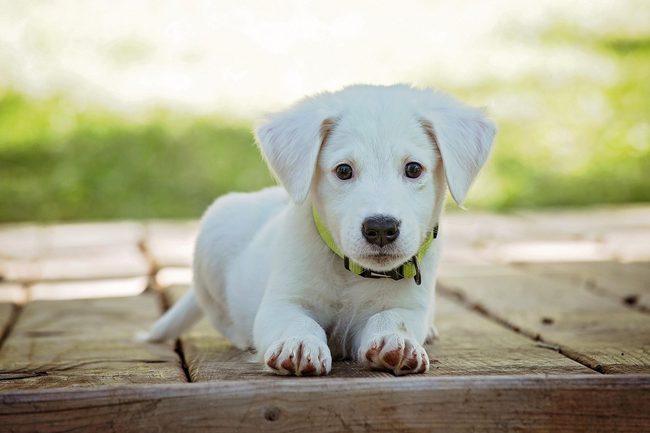 Retrato claro y de frente de un perro con collar, como debe ser la foto de una publicación